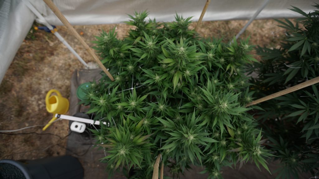 photo of DEA Says It’ll Get Around To Approving Marijuana Cultivator Applications… Eventually image