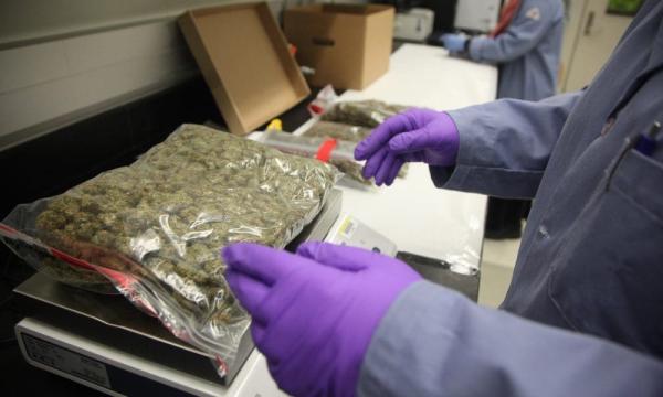 Cannabis Industry Should Develop More…