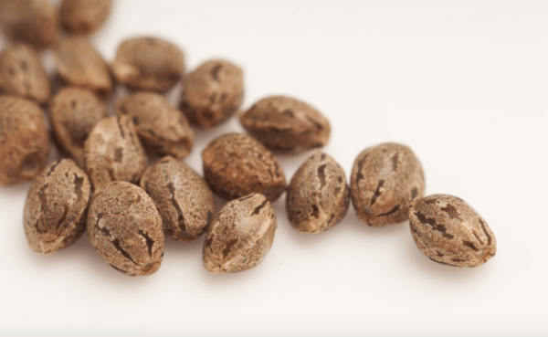 Illinois Regulators Say Medical…
