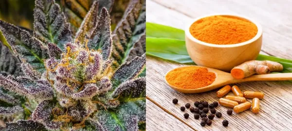 Study Finds Marijuana-Turmeric Extract…