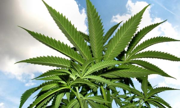 photo of U.S. Senate Committee Approves Bipartisan Marijuana Research Bill Focused On Military Veterans With PTSD And Pain image