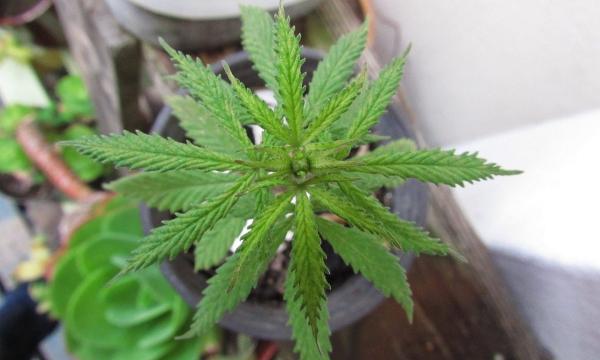 Proposed Massachusetts Marijuana Reforms…