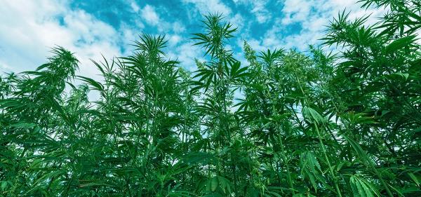 photo of Senators Remove Hemp Product Ban from Federal Funding Bill image