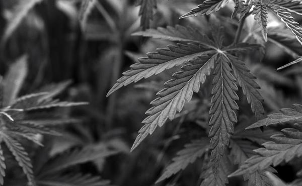 Massachusetts Ballot Campaign to End…