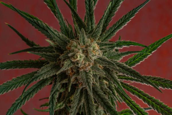 photo of 2026 Marijuana Election Guide: Ballot Measures, Governor’s Races and Where Congressional Candidates Stand image