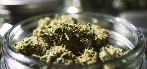 Adult-Use Cannabis Sales Launch in…