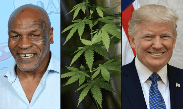 Mike Tyson Promotes His Marijuana Brand…