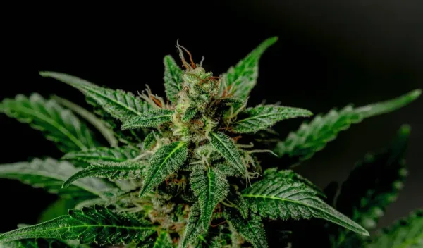 Study: Medical Marijuana Associated…