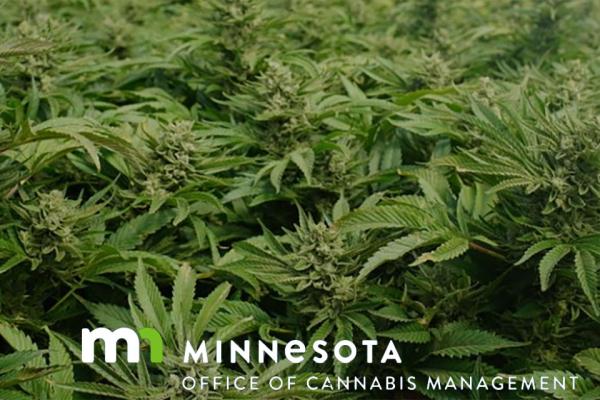 Tribal cannabis operators take the lead as Minnesota prepares for adult-use sales