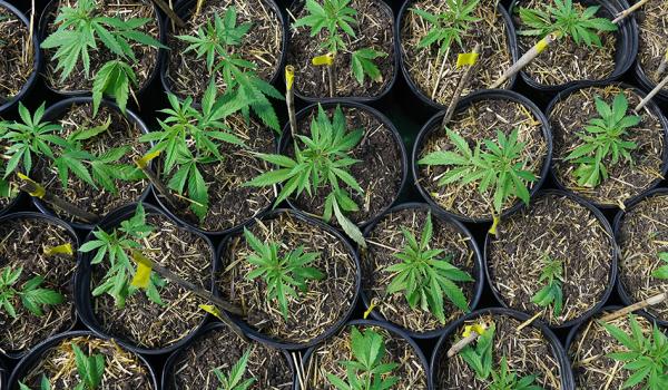 photo of Missouri Cannabis Regulators Revoke 25 Microbusiness Licenses image
