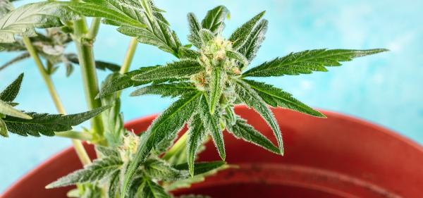 Missouri Proposal Would Expand Cannabis&hellip;