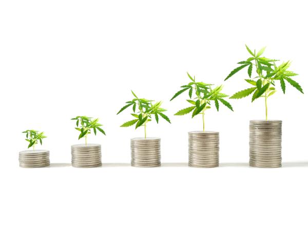 photo of Green shoots from cannabis investors appear image