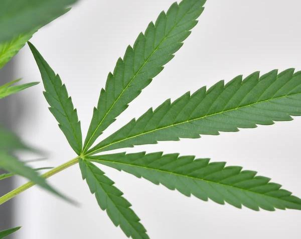 Montana Marijuana Sales Reach $29.99…