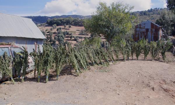 Morocco: The World’s Largest Hash…