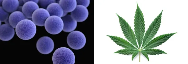 Study Finds Cannabis Extracts Inhibit&hellip;