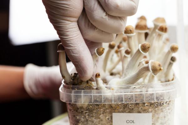 New Mexico could become the third state to legalize psilocybin