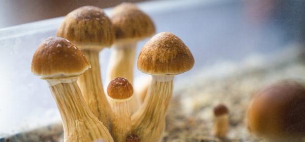 Maryland Task Force Recommends…