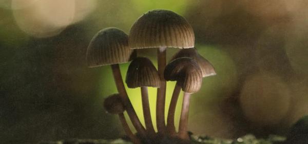 Study Suggests Psilocybin Can Help&hellip;