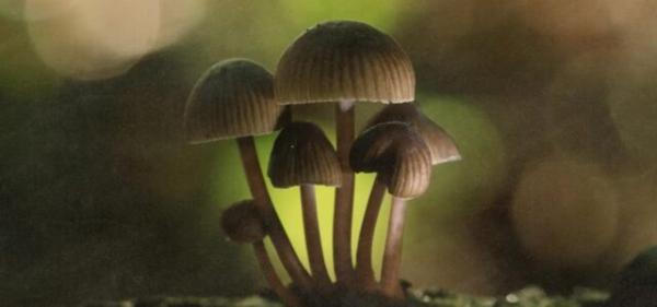 Colorado Psychedelics Program Primed for…