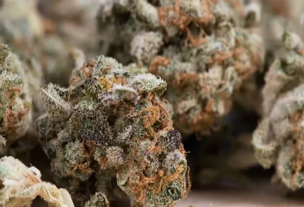Report: Netherlands Regulated Marijuana&hellip;