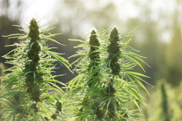 photo of New Mexico House Of Representatives Passes Recreational Marijuana Legalization Bill image