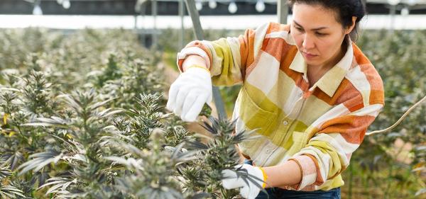 The Cannabist to Close Two Cultivation…