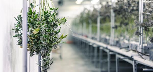 Missouri Proposes Changing Cannabis&hellip;