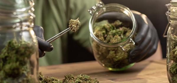 photo of Massachusetts High Court Allows Ballot Measure to End Adult-Use Cannabis Sales to Proceed image