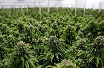 photo of South Africa Unveils US$1.9 Billion Cannabis Industry Plan image