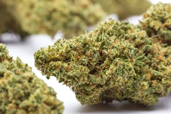 Florida Medical Marijuana Sales Top 15…