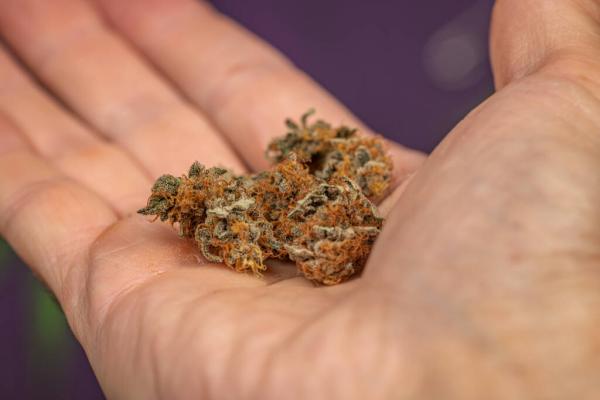 A Look at More Than 30 Cannabis and&hellip;