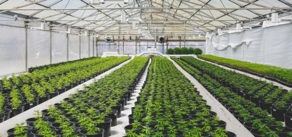 Worker Killed, Hundreds Arrested During ICE Raids on California Cannabis Farms