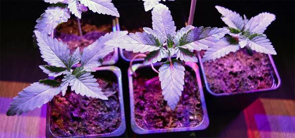 Nebraska Medical Cannabis Commission…