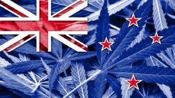New Zealand Locally Grown Cannabis Flower Signed Off By Officials