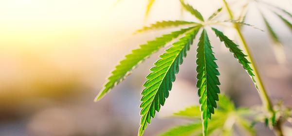 Oklahoma Judge Lifts Medical Cannabis&hellip;