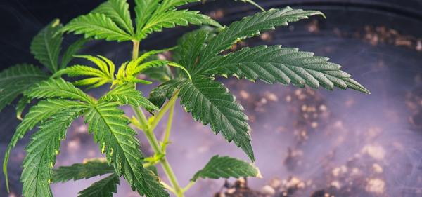 Oklahoma Requires Medical Cannabis&hellip;