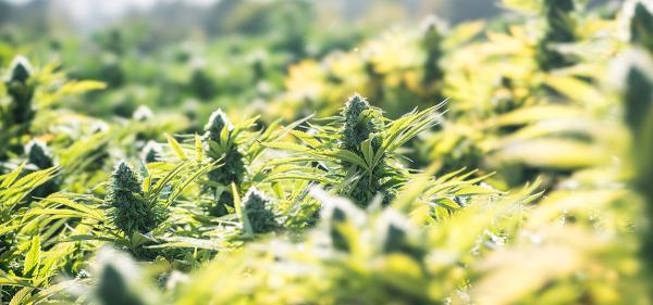 North Carolina Gov. Endorses Adult-Use&hellip;