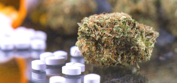 Studies Find Medical Cannabis Replaces…