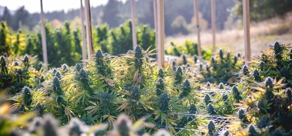 photo of California Bill Would Let ‘Small’ Cannabis Producers Ship Directly to Consumers image