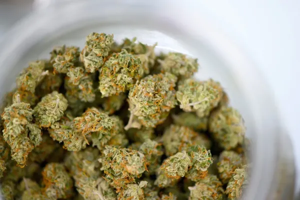 Over 300 Important Cannabis Studies…