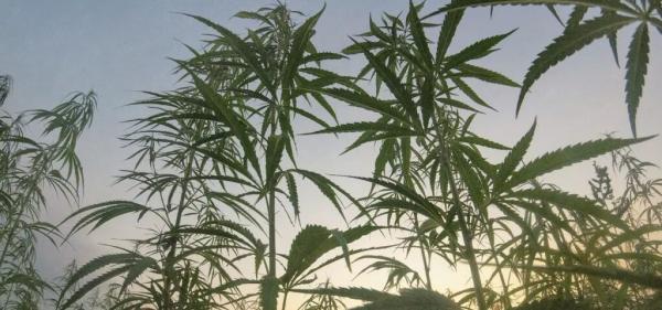 UAE Updates Hemp Policy to Allow…