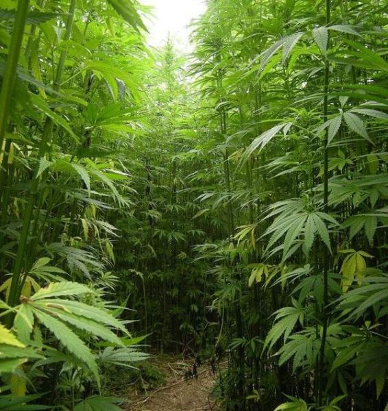 Newsbrief: House votes to delay hemp ban