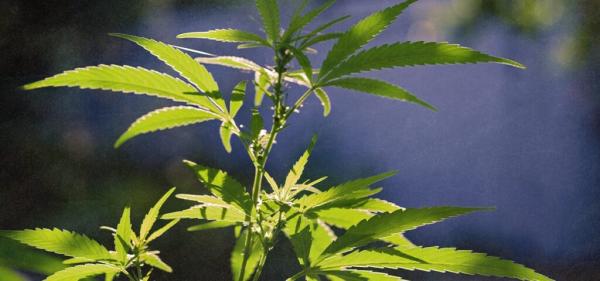 photo of California Department of Fish and Wildlife Shuts Down Illegal Cannabis Grows on Publicly Accessible Lands  image