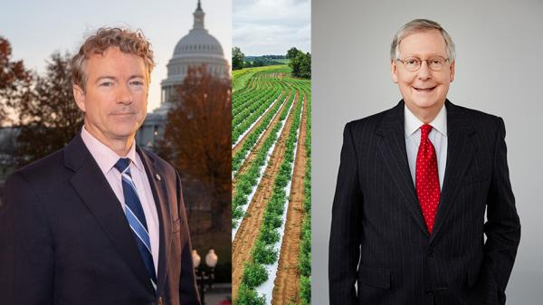 US Senate Pulls Hemp THC Ban Provision…