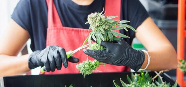 New Pennsylvania Proposal Seeks to Legalize Adult-Use Cannabis