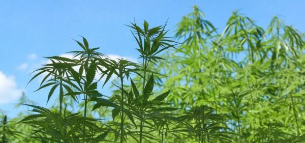 Brazilian Agricultural Agency Gets…