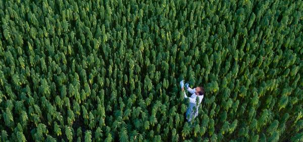 Study: Soil Types Can Alter Cannabinoid&hellip;