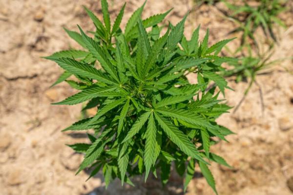 America at 250: Why Hemp Deserves a&hellip;