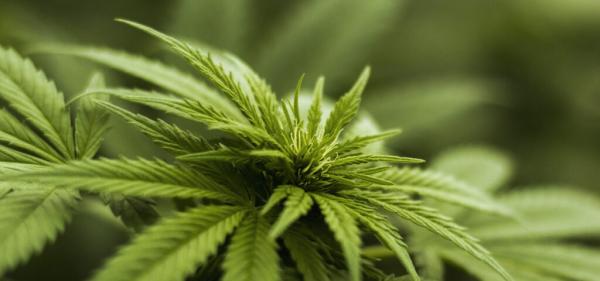 CannabisDealsUS Expands Data-Driven&hellip;