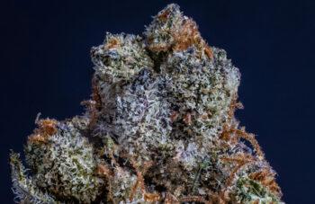 photo of Local Cannabis Entrepreneur Hopes To Have First Black Woman-Owned Dispensary And Lift Others Up Too image